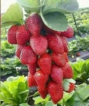 Red Strawberry Giant Fruit Organic Ever Bearing Largest Food 200 Seeds - £7.28 GBP
