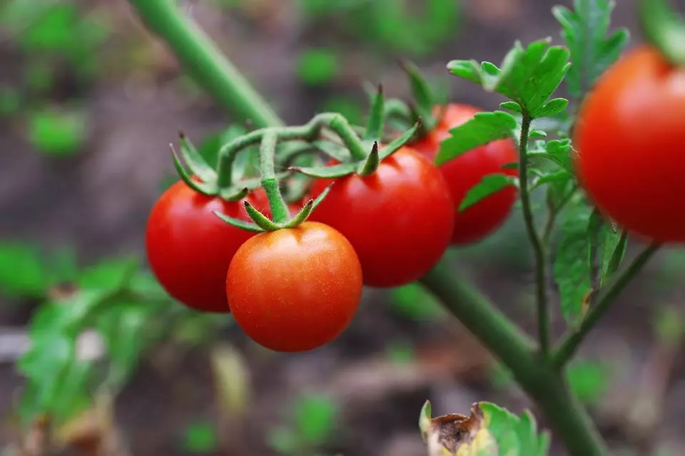 PSStore 10 Seeds Supersweet 100 Large Cherry Tomato Non Gmo Organic - $9.35