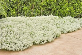 HS Tall Sweet Alyssum Flower 1500 Seeds Drought Heat Groundcover - £6.22 GBP