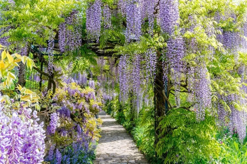 Chinese Wisteria Vine Seeds 10 Pack Wisteria sinensis 10 Seeds to Grow - $14.59
