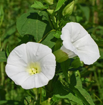 Berynita Store 25 Moonflower Seeds Tall Night Fragrant Fast Growing Blooms Fresh - £10.58 GBP