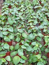 4 inch Peperomia Raindrop Wholesale Bulk Plants 30-Pack - £291.77 GBP