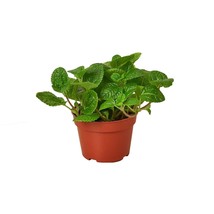 Pilea &#39;Crinkle&#39;-3&quot; Pot - $528.89 MXN