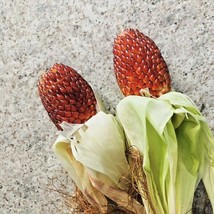 Bloomys 75 Seeds Red Strawberry Popcorn Seeds Organic Native Heirloom Summer Gar - $10.38