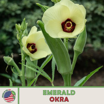 100 Emerald Okra Seeds, Heirloom, Open-Pollinated, Non-Gmo From US - £7.43 GBP