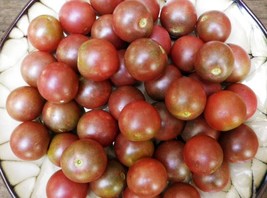 (4) Live Black Cherry Tomato Plants.  Stout 4&quot; Tall Plants - £19.75 GBP