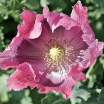 500 Poppy Giant Pink Gargantuan Seeds Huge Blooms Nongmo Ts - £6.38 GBP