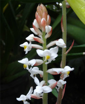 Black Jewel Orchid (Ludisia Discolor) a 4 inch pot!  - $14.95