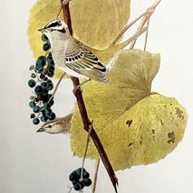 White Crowned Sparrow 1950 Lithograph Print Audubon Bird 1st Edition DWU14F - $13.50