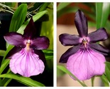 50 Seeds Miltonia spectabilis var. Morelian Garden - £28.65 GBP