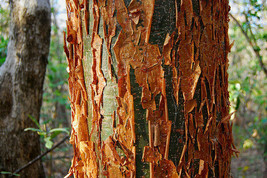 Gumbo Limbo Bursera Simaruba tropical hardwood rare flowering rare tree 50 seeds - £11.95 GBP