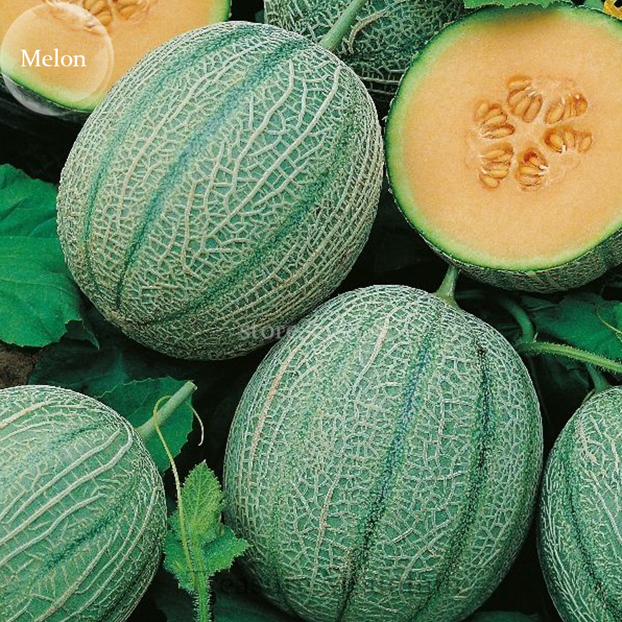 Blenheim Orange Melon 10 Seeds 12% Sugar Contained Melon Green Skin Frui... - $7.16