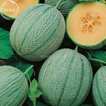 Blenheim Orange Melon 10 Seeds 12% Sugar Contained Melon Green Skin Frui... - $132.91 MXN