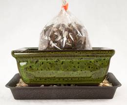 6&quot; Rectangular Moss Green Glazed Shohin Bonsai/Succulent Pot + Mesh/Combo/Kit - £14.38 GBP+