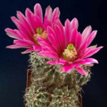 Echinocereus fendleri @ cacti rare cactus seed 15 SEEDS - £7.18 GBP