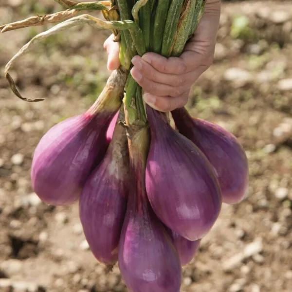 600 Red Long Of Tropea Onion Seeds Non Gmo Gourmet Heirloom Garden Fresh - £6.85 GBP