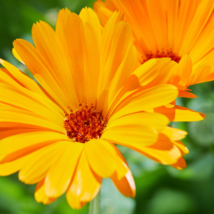 Calendula Orange Pot Marigold Flower - 30 Seeds - £4.90 GBP