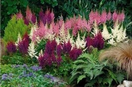 LWSTORE 50 White Pink Purple Astilbe Seeds Bunter Shade Perennial Ts USPS Shippi - $8.78