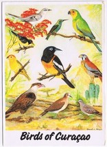 Postcard Birds Of Curacao Identification Chart - £4.59 GBP