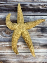 Real Starfish Seashell - Dried Desiccated - 7.75&quot; - Nautical Decor - $19.34