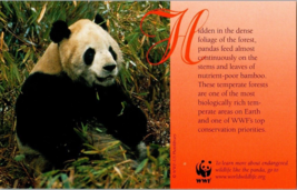 Postcard Photo of Panda Eating Bamboo Endangered Species 5.5 x 3.5 Inches - £3.92 GBP