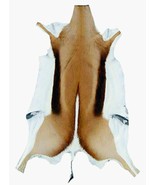 Natural XX Large African SPRINGBOK Skins African antelope hides (approx ... - £53.82 GBP