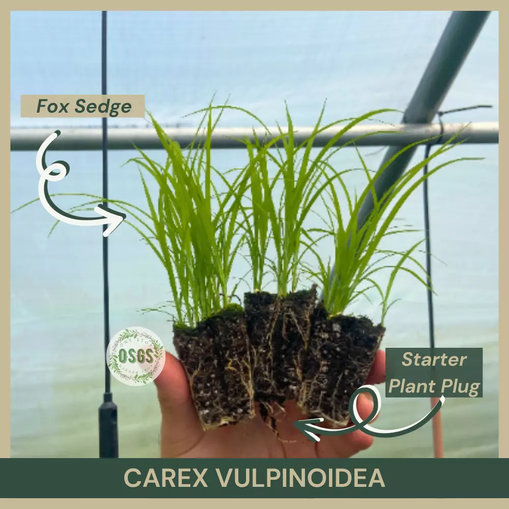 Starter Plant Plug Carex vulpinoidea Fox Sedge Rain Garden Water Loving - £15.34 GBP