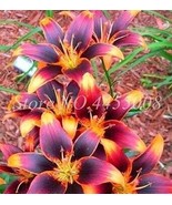 100 Pcs Bag Real Amaryllis Flowers Not Bulbs Seed Flower Hippeastrum For... - $19.06 CAD