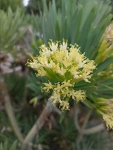 Canary thistle - Kleinia neriifolia - 10+ seeds - W 154 - £1.17 GBP