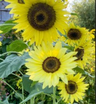  Lemon Queen Sunflowers 80 Seeds - Heirloom - £3.97 GBP