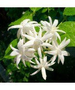 Belle Of India Jasmine Jasminum Sambac Double Very Small Starter Plant I... - $65.83 CAD