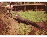 Grande George il più Alligatore IN Captivity Florida Fl Unp Cromo Cartol... - $5.08