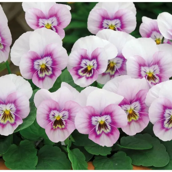 New Fresh New 50 Pink Halo Sorbet Viola Seeds High Germination Rate 2 - £9.04 GBP