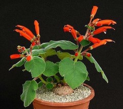 Sinningia cardinalis, exotic rare caudex cauduciform bulb gesneria seed 10 SEEDS - £7.18 GBP