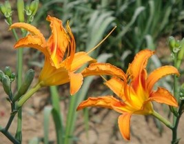 Hemerocallis middendorffii Daylily semillas Perennial Flower Seeds Orange - $8.49