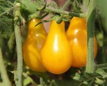 50 Yellow Pear Cherry Tomato Seeds High Germination Non Gmo Fast Shipping - £7.20 GBP