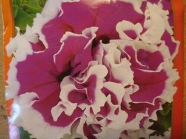 30+ Double Grandiflora Pirouette Rose Petunia Flower Seeds Annual - $9.84