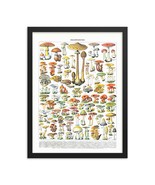 Mushroom Species Framed Poster, Vintage Mushrooms Cahmpignons by Adolphe Millot - $36.62 - $69.29