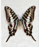 Marble Swordtail Graphium Policenes Real Butterfly Framed Entomology Shadowbox - $52.99