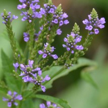 Verbena Hastata Blue Vervain 500 Seeds Usa Fast Shipping - $15.32