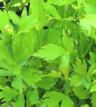 200+ Lovage seeds-Non GMO-Open Pollinated-Medicinal. - $4.00