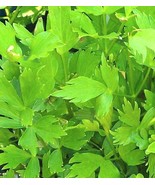 200+ Lovage seeds-Non GMO-Open Pollinated-Medicinal. - $5.45 CAD
