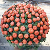 Small Potted Edible Orange Bonsai Organic Seeds Pack 20 Seeds / Pack Tasty Sweet - £4.25 GBP