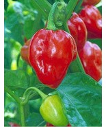 FMG 50 Caribbean Red Habanero Hot Pepper Organic Fast Growing - $14.08