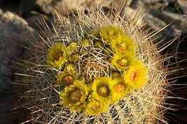 Ferocactus Cylindraceus @ rare cacti exotic barrel cactus flower seed  1... - $11.29