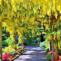 BS 10 Golden Chain Tree Seeds Laburnum Anagyroides Wisteria Fast Grow - $13.19