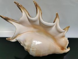 Item image 14