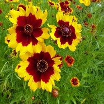 SR12Store Plains Coreopsis Seeds 100 CountBeautiful FlowersUsed As A Dye Or A Te - £7.03 GBP