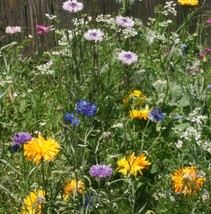 SGHOST Wildflower Mix Edible Flowers Tangy Spicy Floral Wperennials Non Gmo500 S - £6.95 GBP