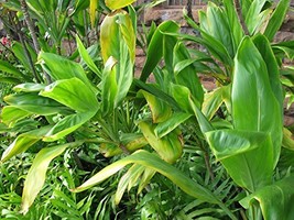 Hawaiian Green Ti Leaf Good Luck Plant 2 Logs Gs5 - £19.14 GBP